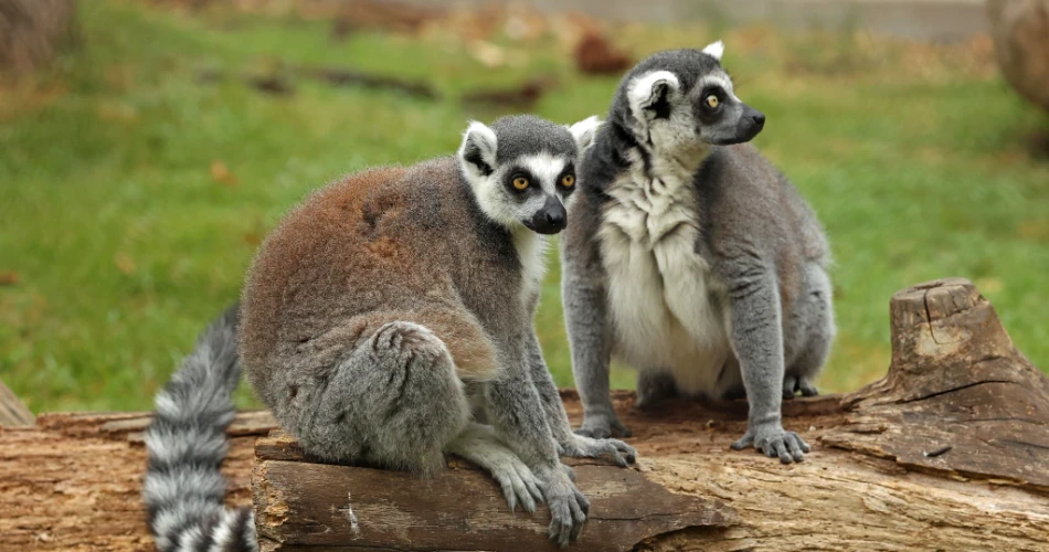 Explore Little Rock in 48 Hours: A Perfect Weekend Plan 